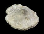 Fossil Pearl - Smoky Hill Chalk, Kansas #64148-1